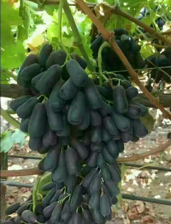 甜蜜蓝宝石葡萄苗