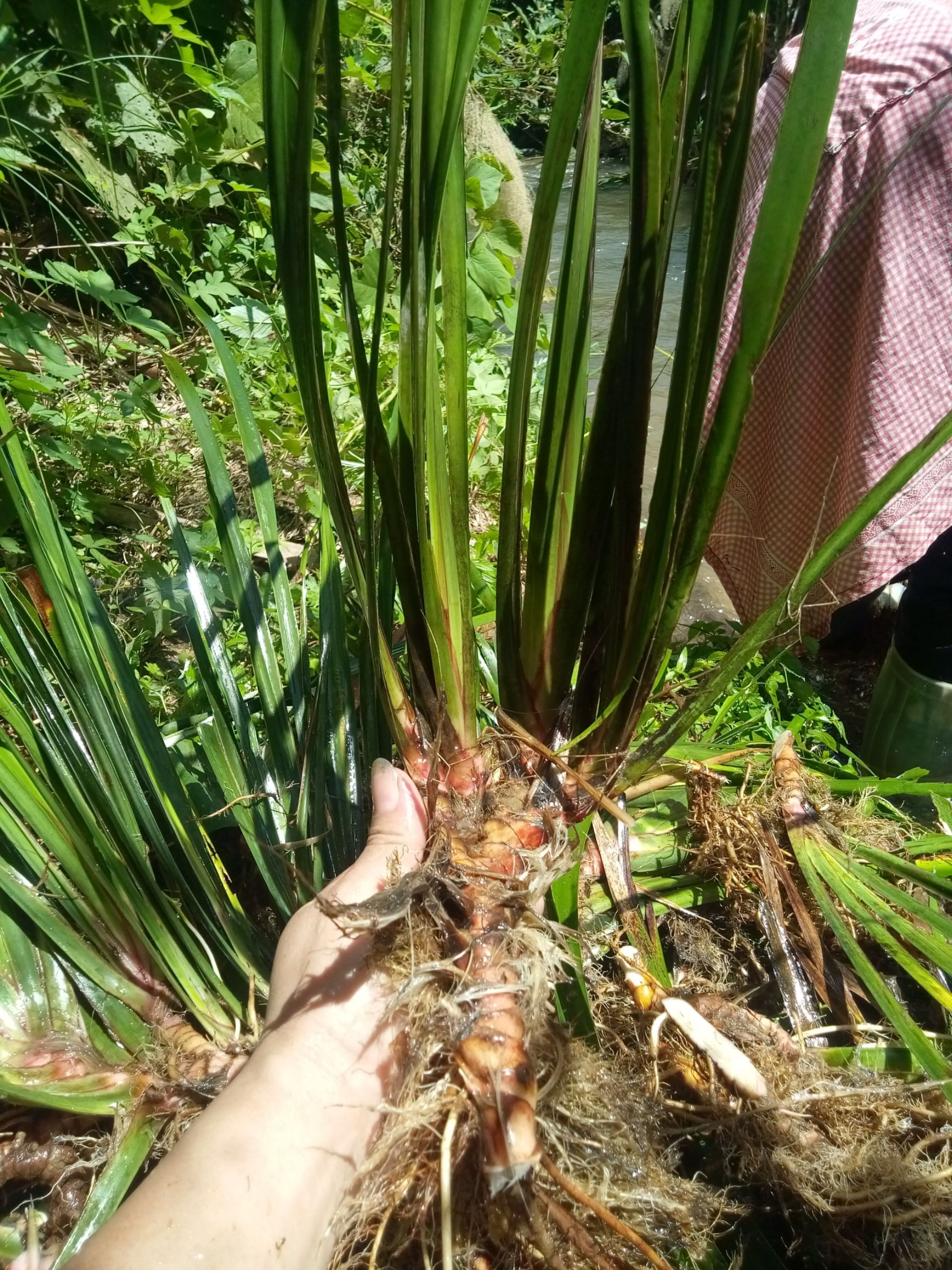 石菖蒲 中药材菖蒲新鲜现挖石菖蒲，干货石菖蒲