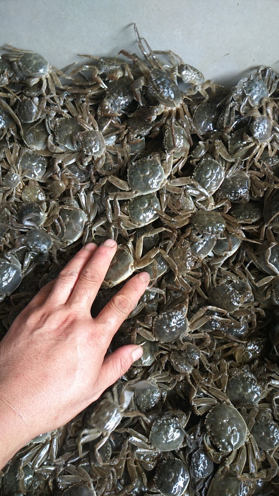 大闸蟹苗 