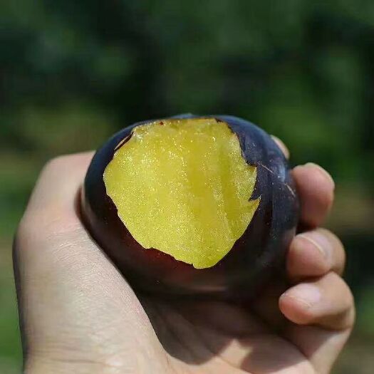 黑布林 产地直发，全国供货 包邮 偏远地区不邮寄