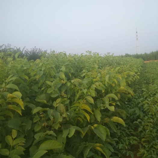 沂源县8518核桃苗