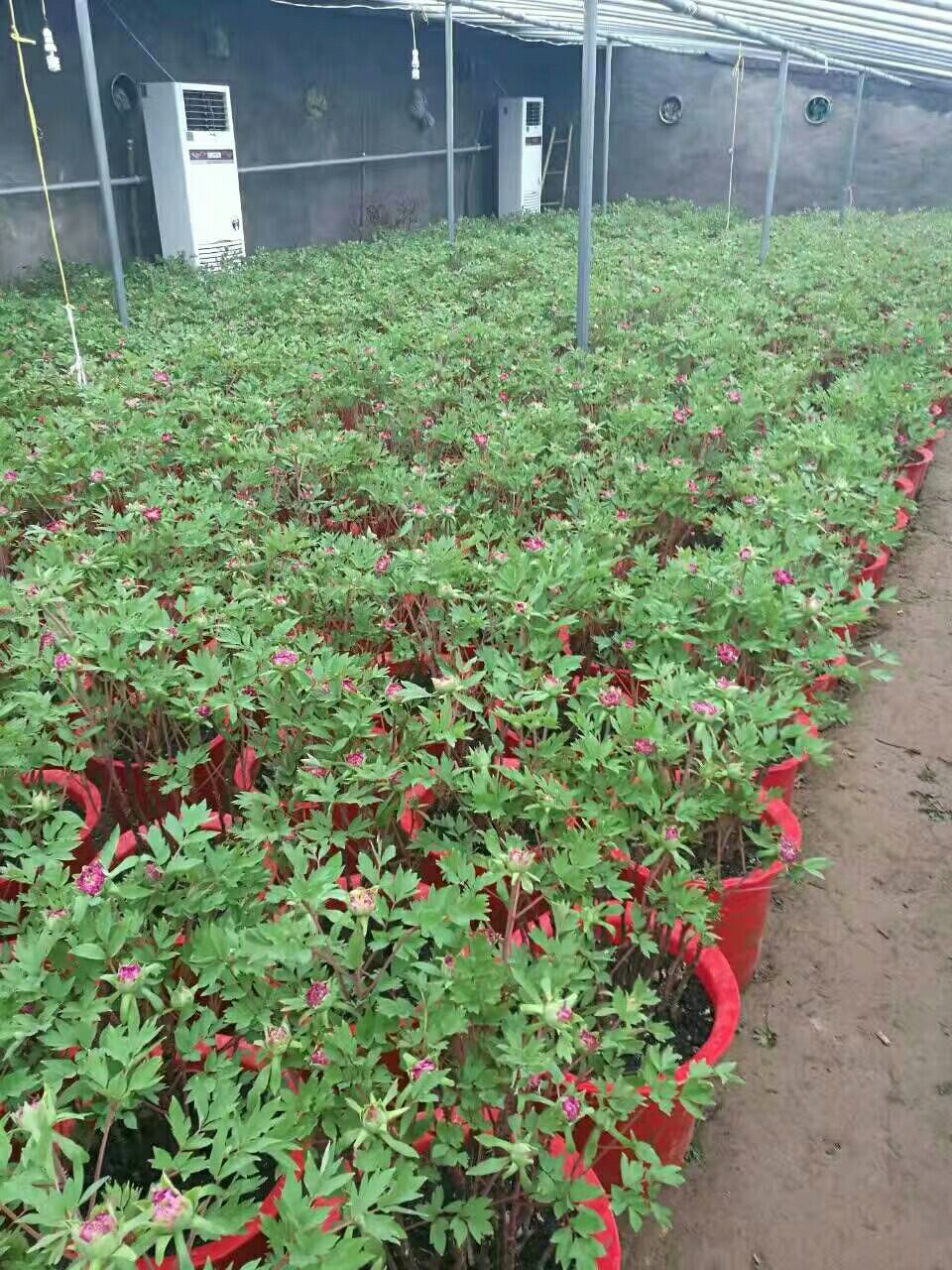 观赏牡丹 2~4cm 4cm以下 0.5米以下