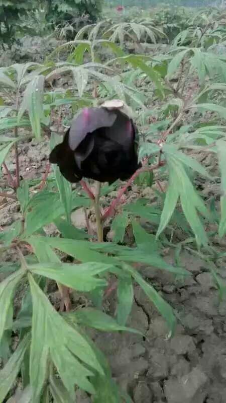 黑豹 2cm以下 4cm以下 0.5米以下