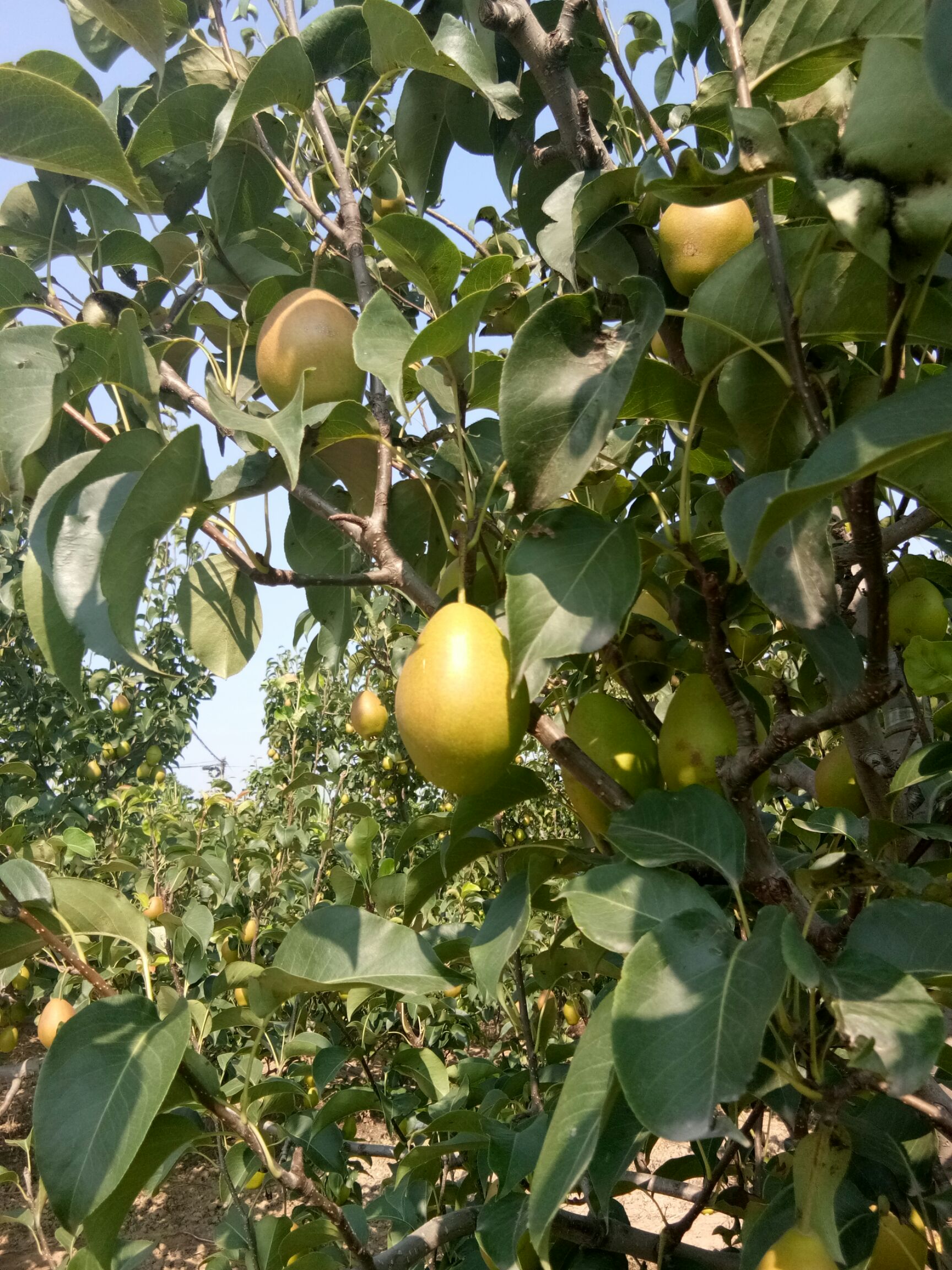 早酥红梨 100-150g 60mm以上 