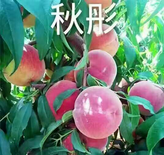 泰安秋彤桃树苗 1~1.5米