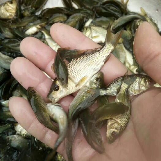 广州鲤鱼苗