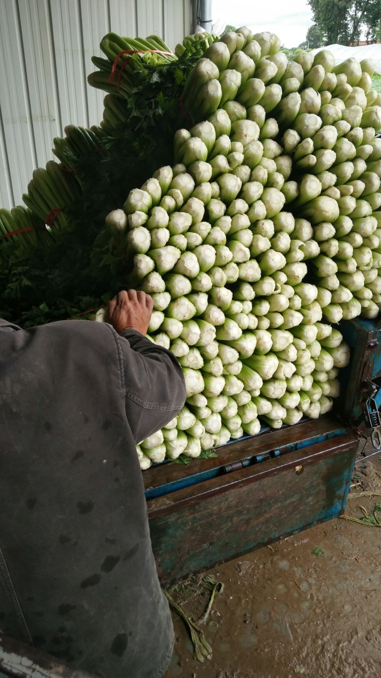 法国皇后芹菜 55~60cm 0.5~1.0斤 大棚种植
