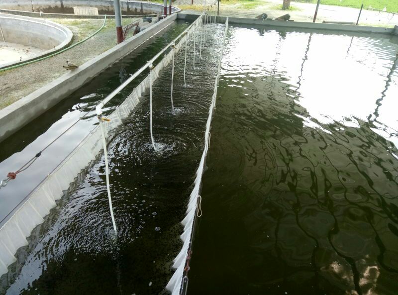 金丝鲩 0.05公斤 人工养殖 