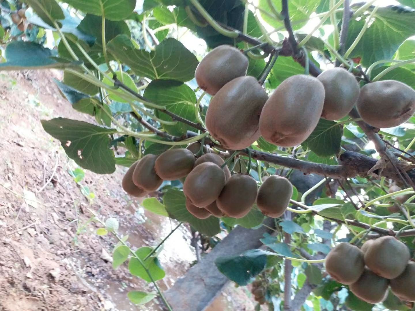 泰山一號(hào)獼猴桃苗 嫁接苗