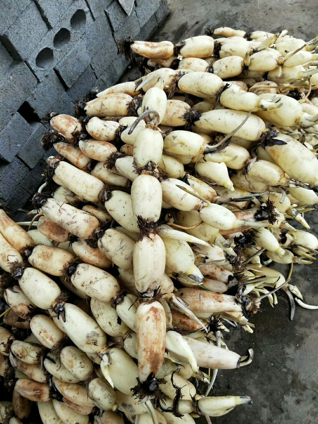 田藕 5-7cm 10~15cm