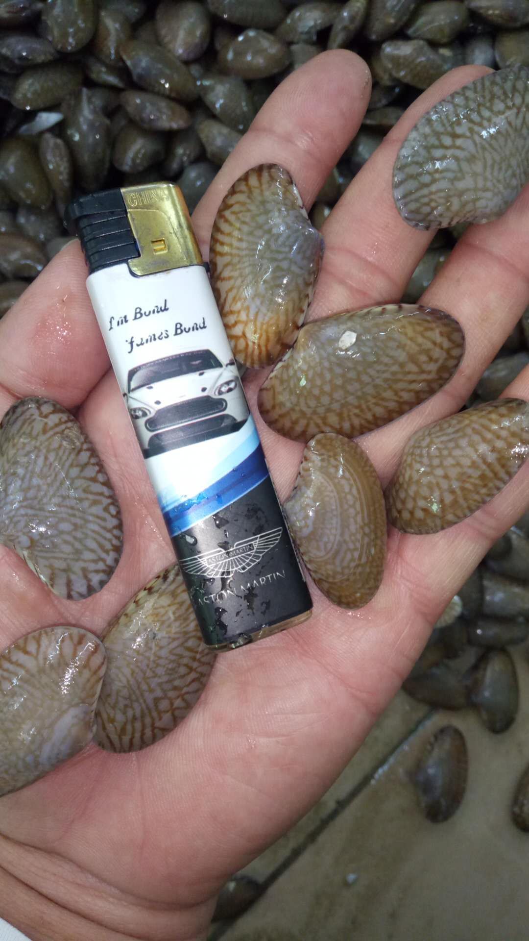 油蛤，油甲，巴菲甲