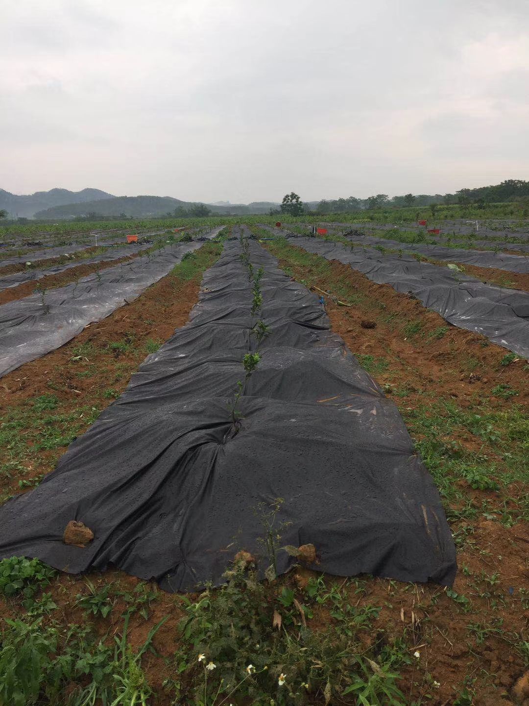 防草布 生态降解除草布地膜地垫地布