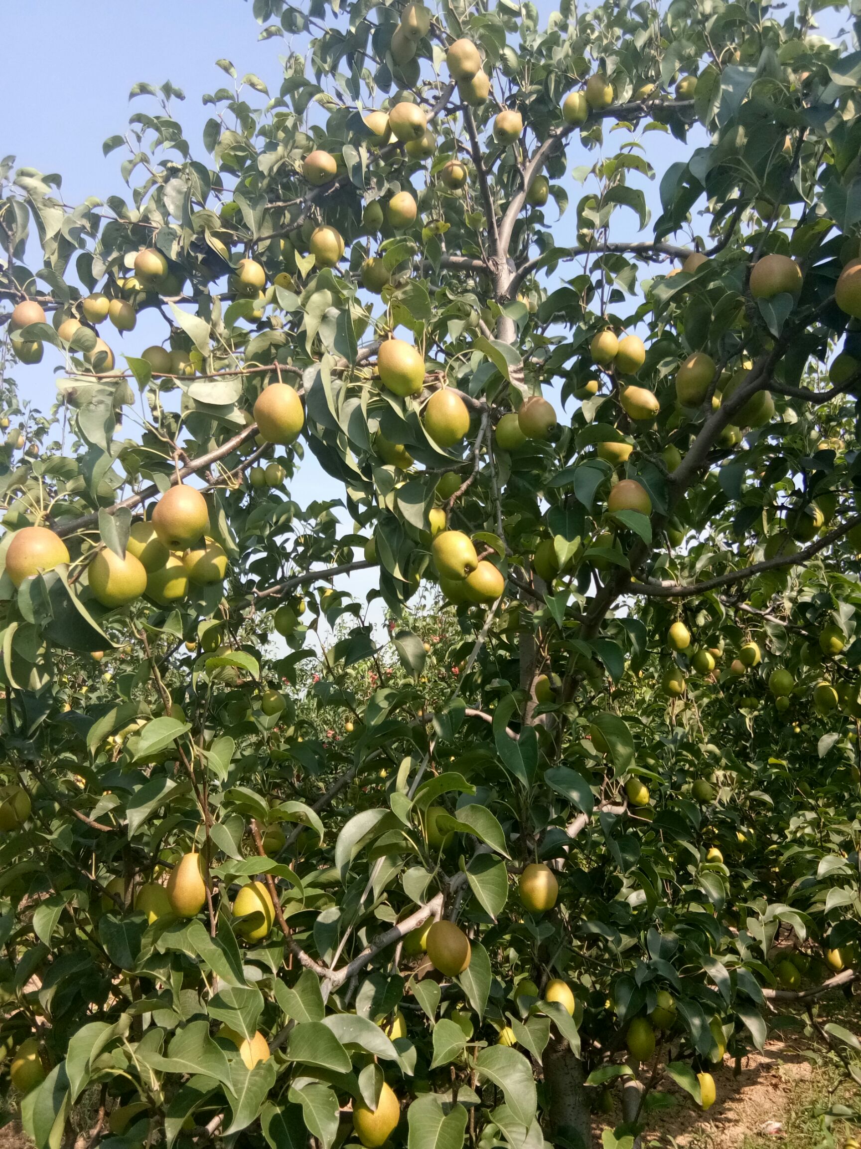 早酥红梨 100-150g 60mm以上 