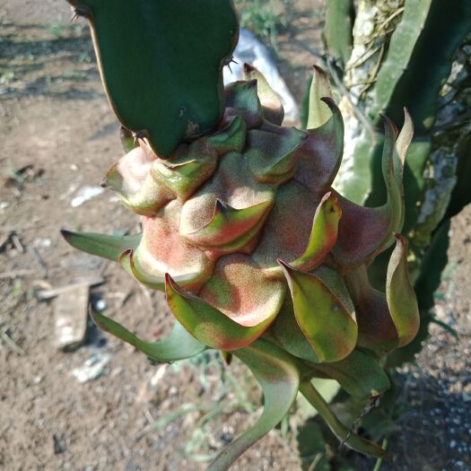 遂溪县红皮红肉火龙果 中（5-7两） 