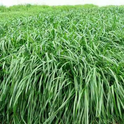 郓城县黑麦草种子黑麦草一年生黑麦草种子多年生黑麦草种