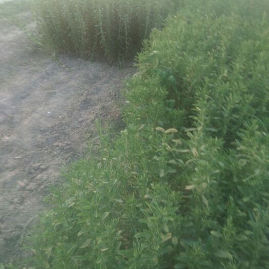 甜叶菊