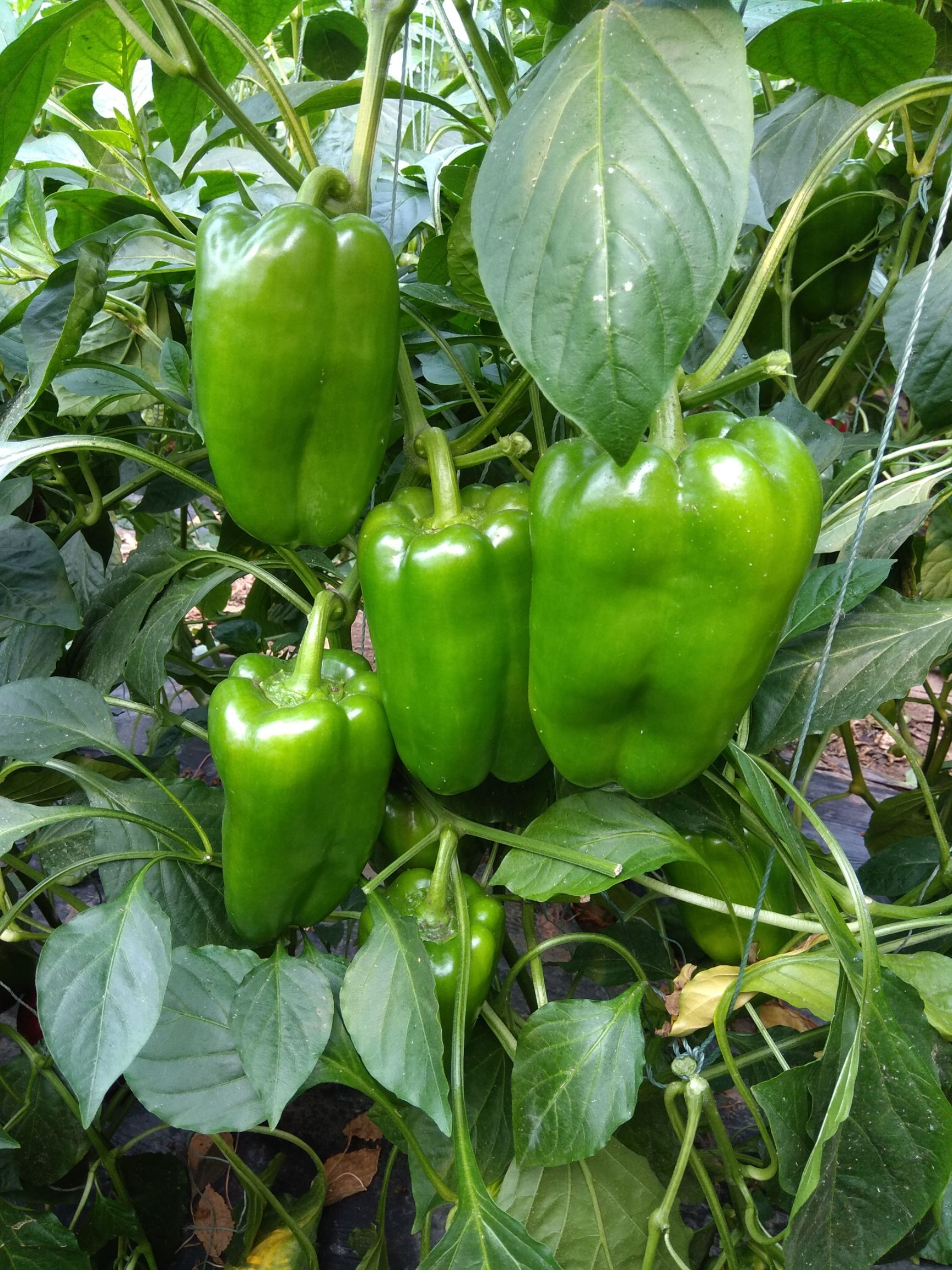 青椒苗 越冬专用品种定苗品种预定特定品种可提起一个月联系