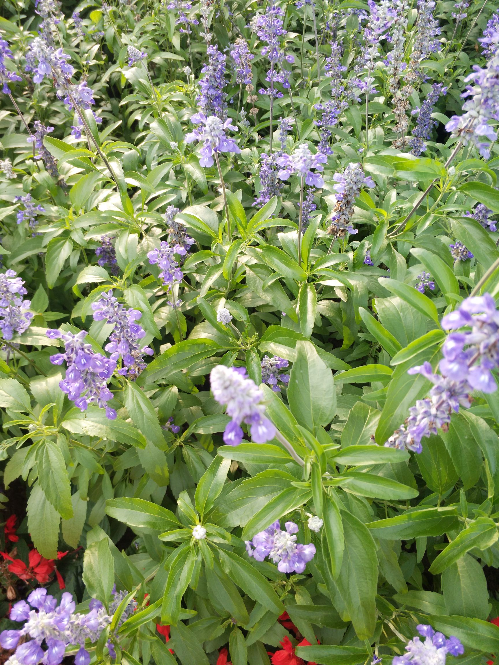 紫丁香 4cm以下 2cm以下 0.5米以下 