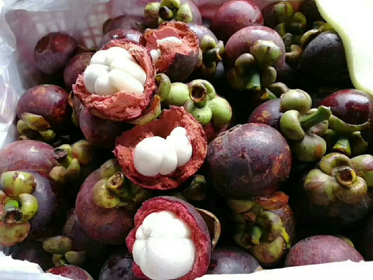 沙竹山竹 2 - 3两以上