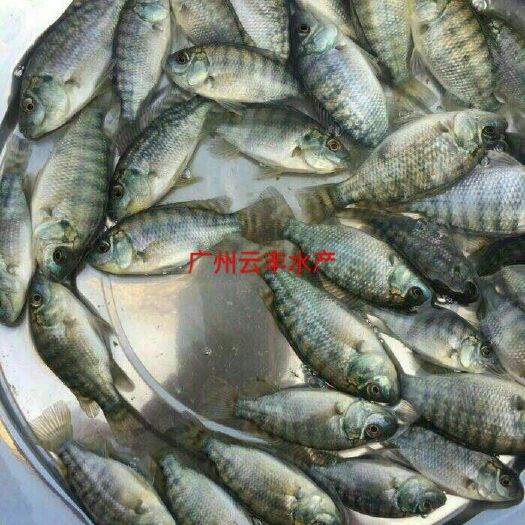 广州罗非鱼苗 