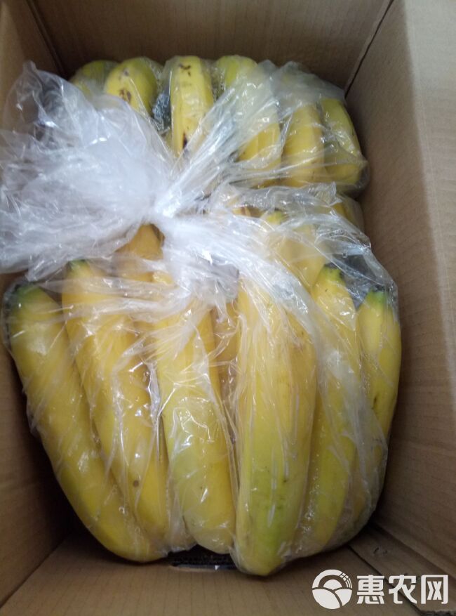  云南香蕉口感好，蕉面干净，三把蕉，净重18斤。。。。。。。。