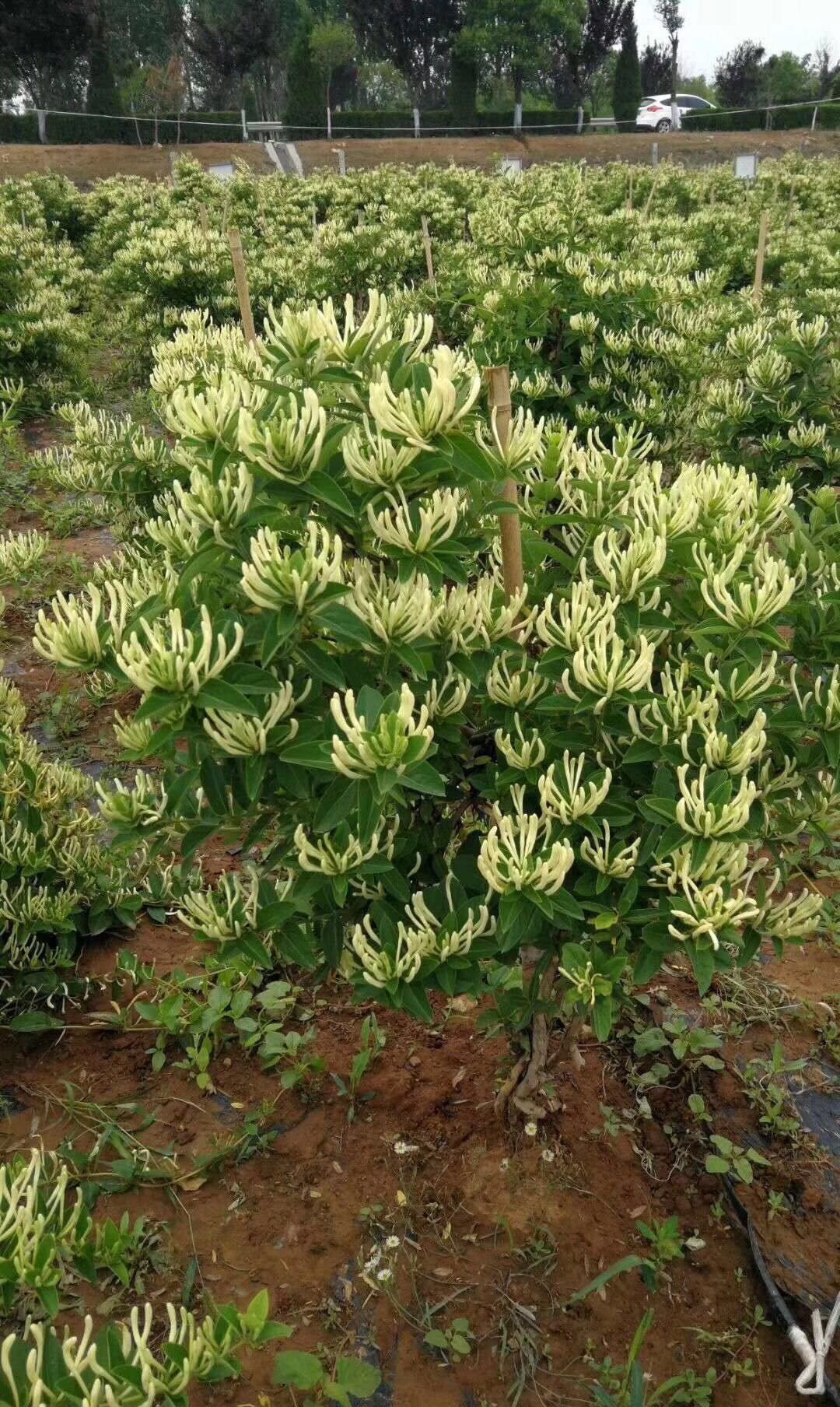 北花一号 20~30公分 