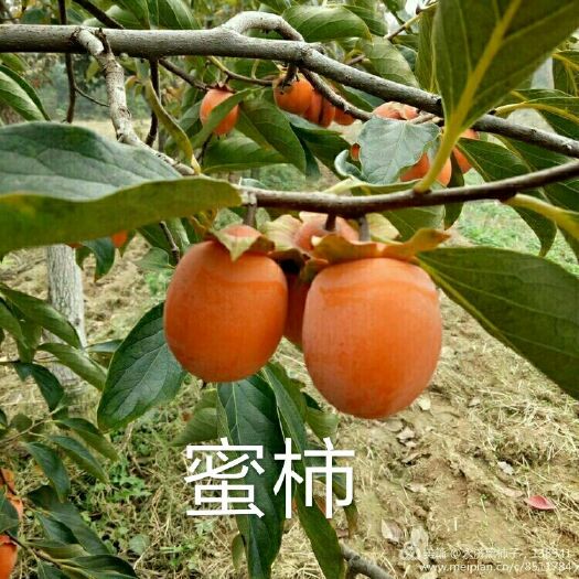 永济市蜜柿 1 - 2两以上