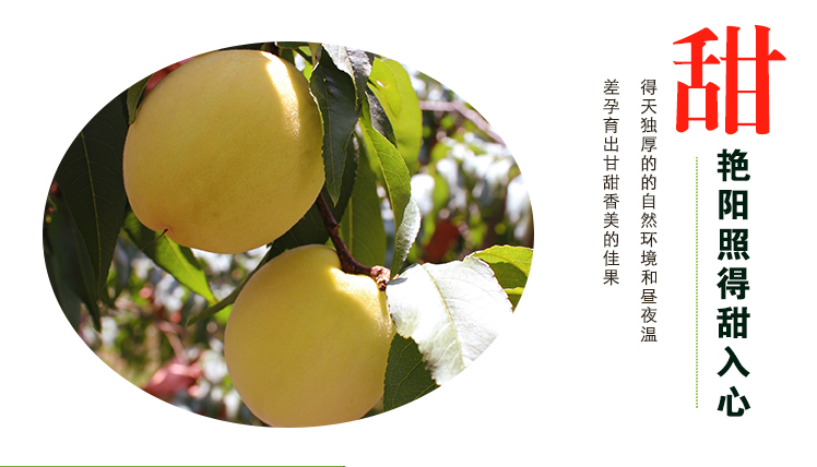 炎陵黄桃 60mm以上 4两以上