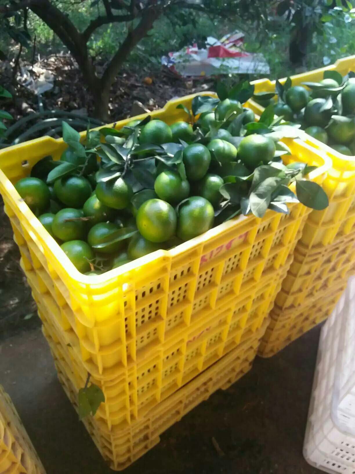 特早蜜桔 湖北桔子大量上市