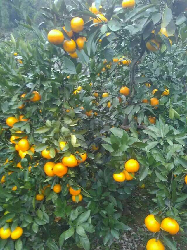 特早蜜桔 湖北桔子大量上市