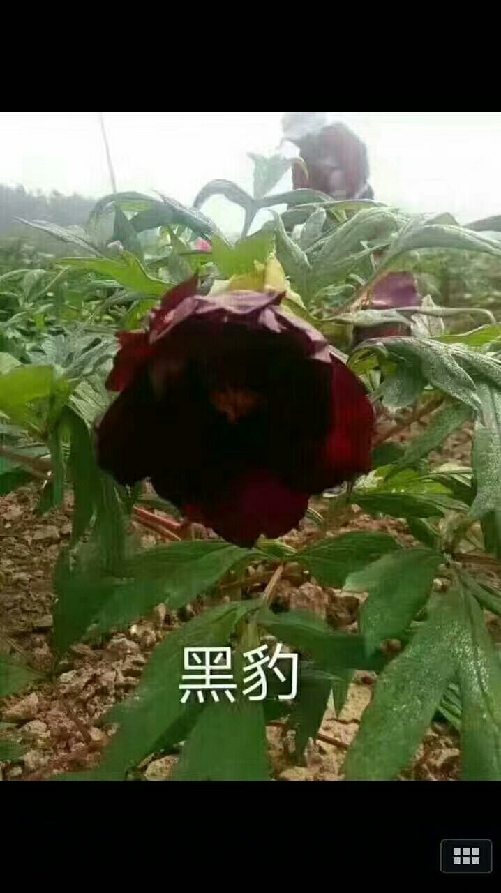 黑豹 2cm以下 4cm以下 0.5米以下