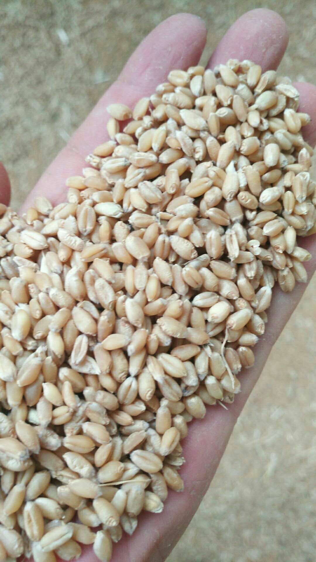 渭南富平县郑麦366