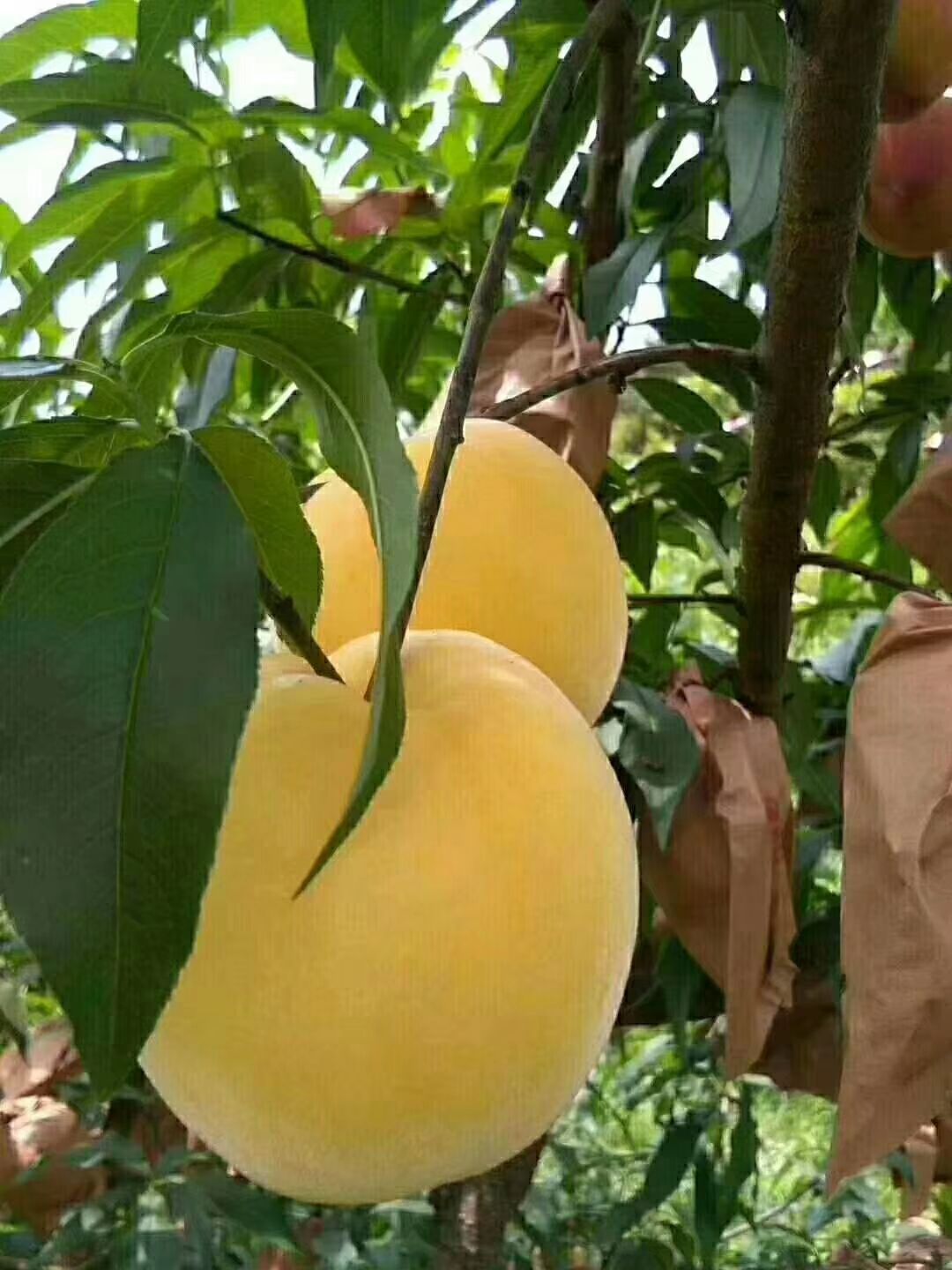 炎陵黄桃 60mm以上 3 - 4两