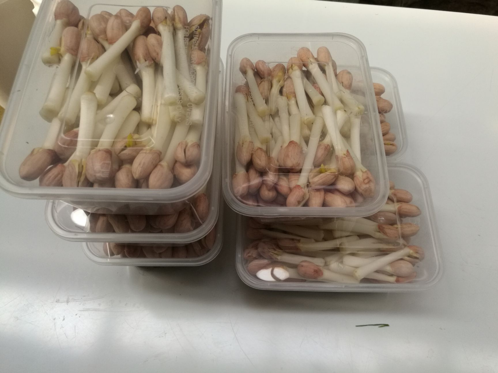 花生芽 盒装 温室