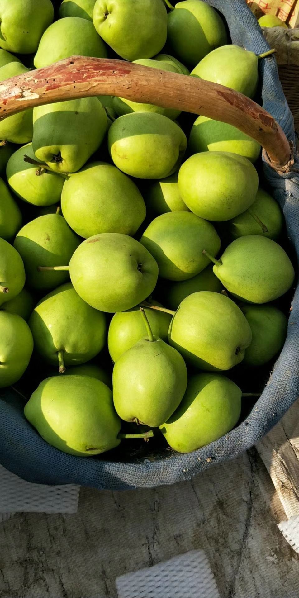 陕西蒲城早酥梨，汁多味甜
