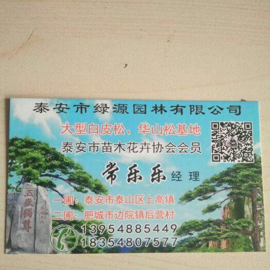 泰安白皮松