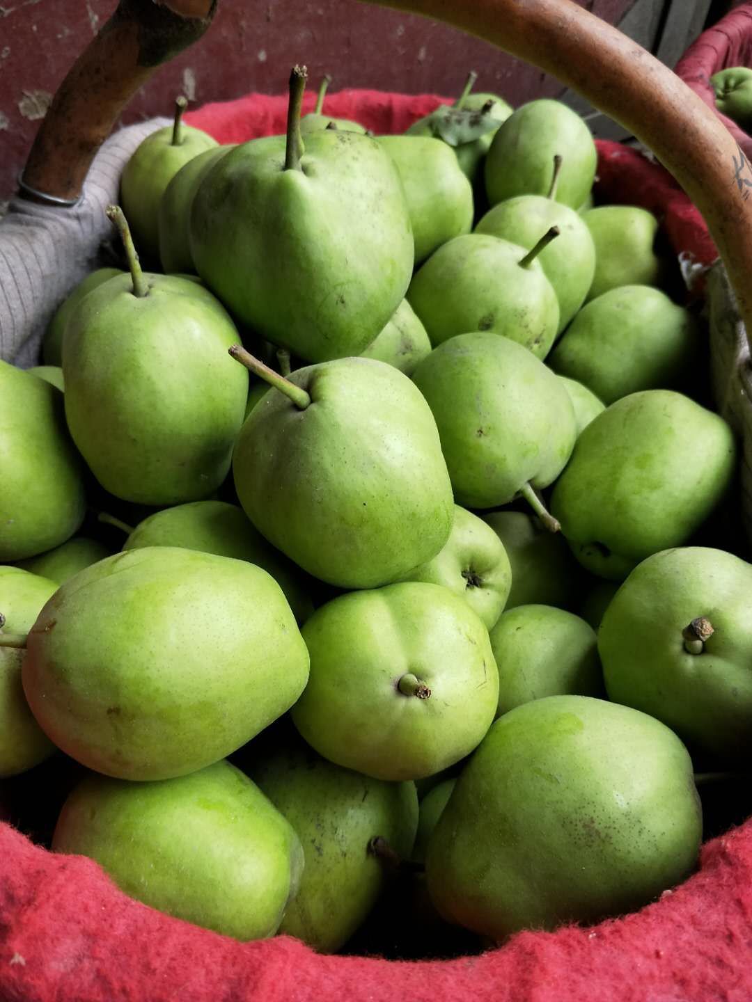 陕西蒲城早酥梨，汁多味甜