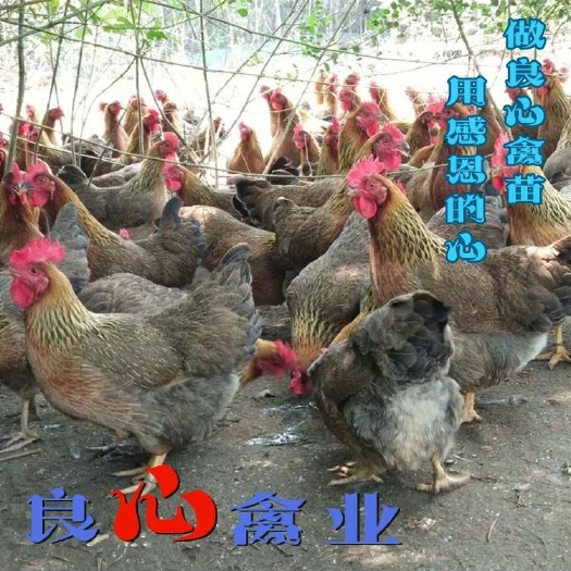 衡阳清远2号麻鸡苗孵化场直卖清远麻鸡苗另有五黑鸡苗麻羽绿壳蛋鸡苗