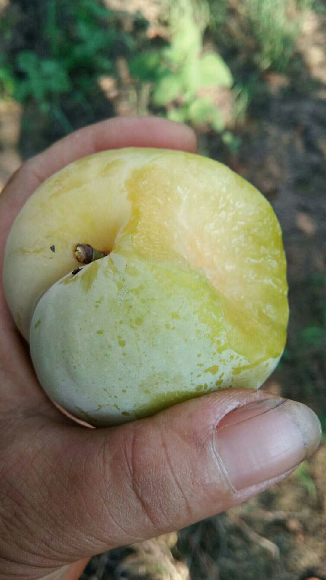 秋姬李子 个头大，耐存储，可入冻库