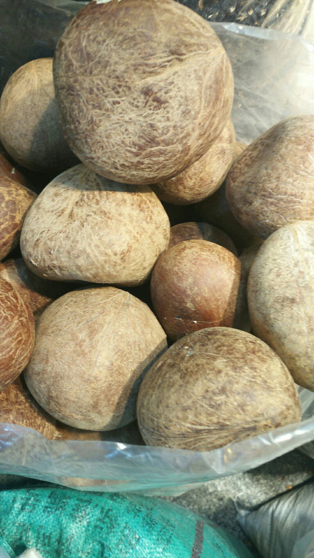 印度椰子王 1 - 1.5斤