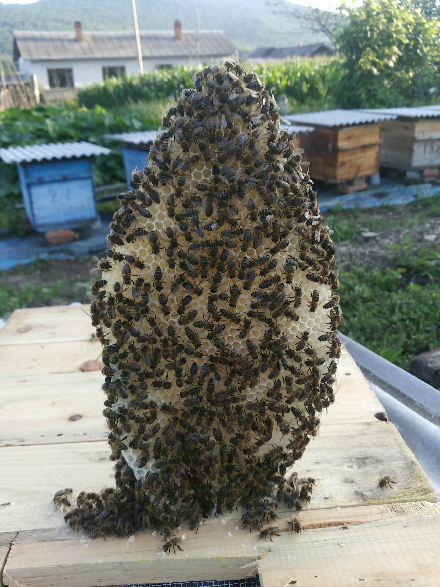 土蜂蜜 塑料瓶装  2年以上