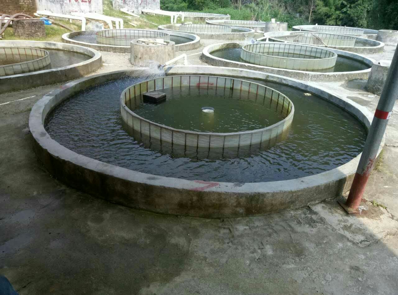 塘鲺苗