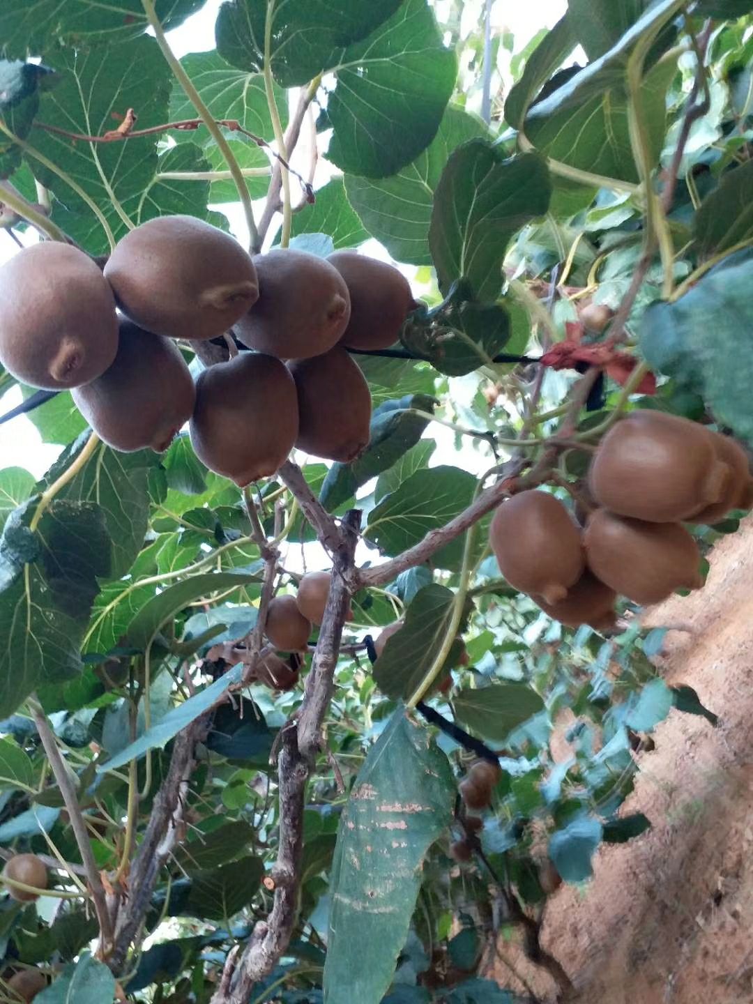 泰山一號(hào)獼猴桃苗 嫁接苗