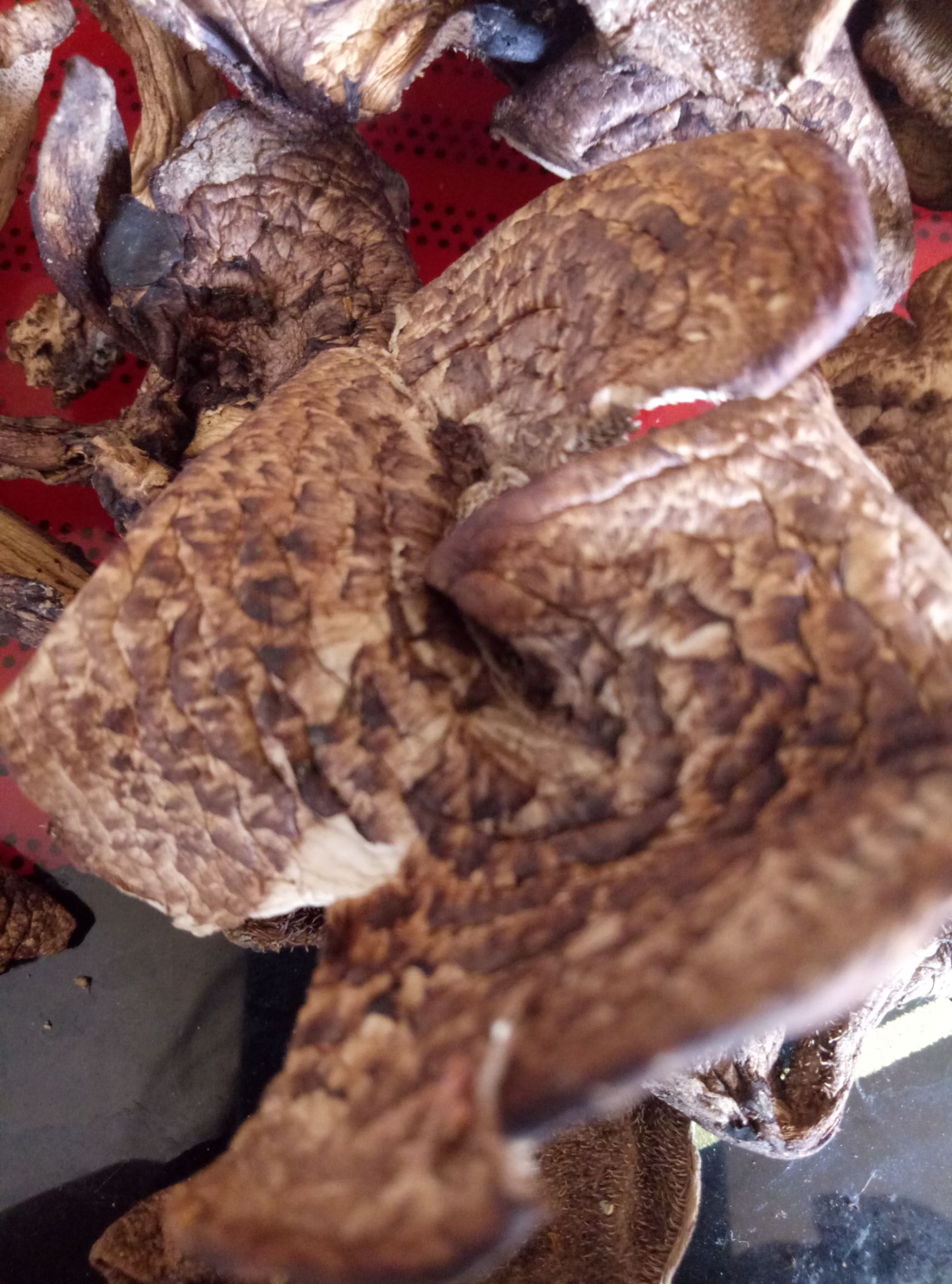 野生黑虎掌菌干货