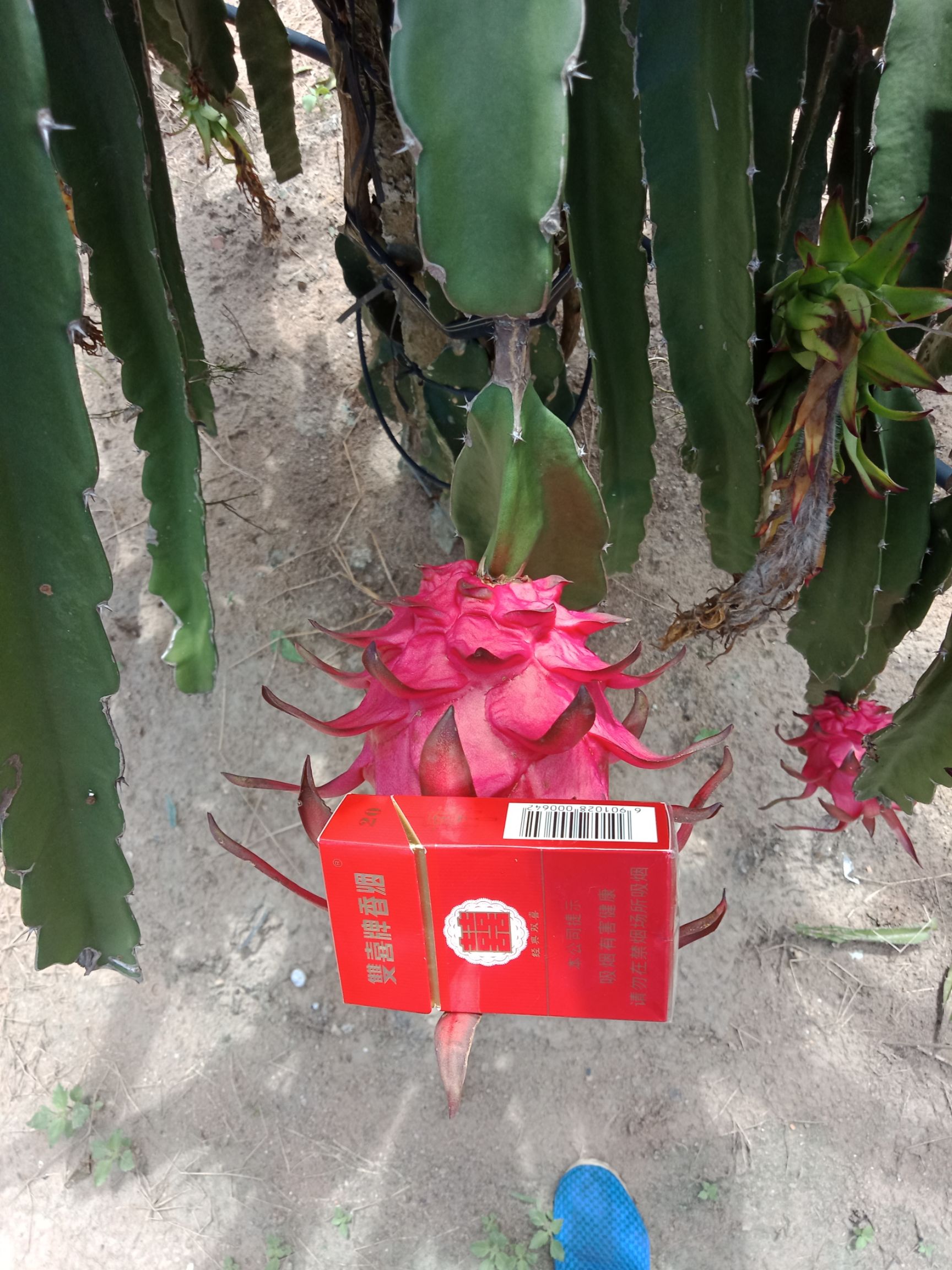 红皮红肉火龙果 中（5-7两） 