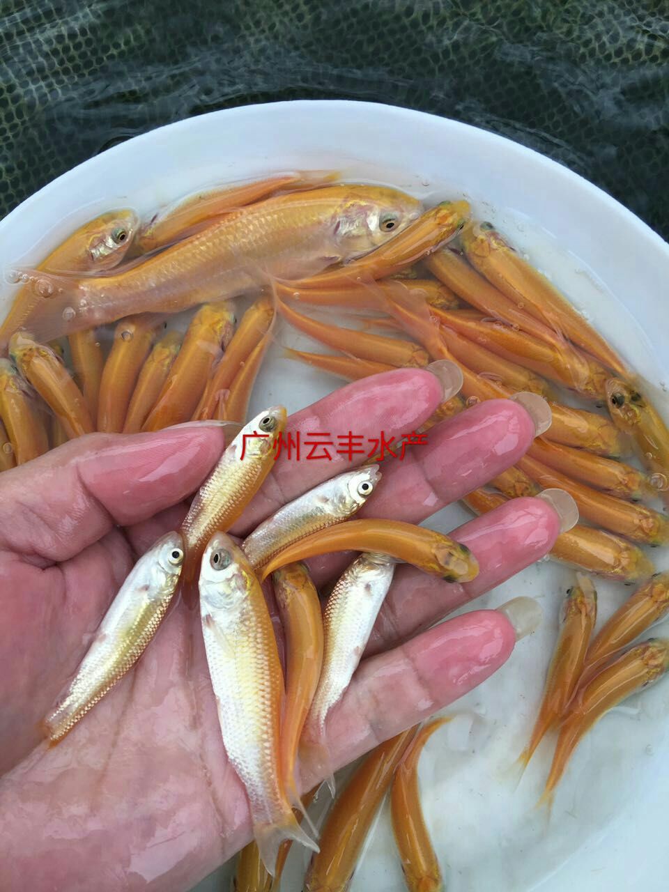 金丝鲩 0.05公斤 人工养殖 