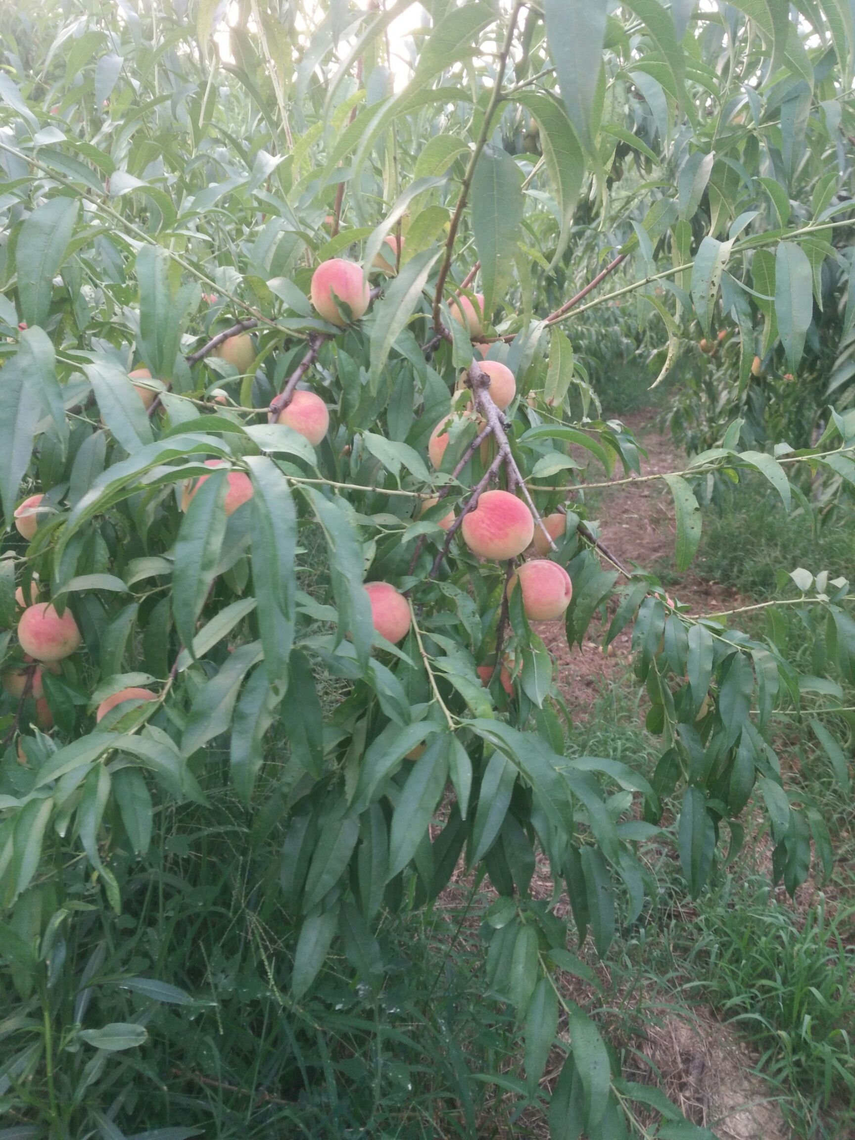 大红桃 70mm以上 3 - 4两