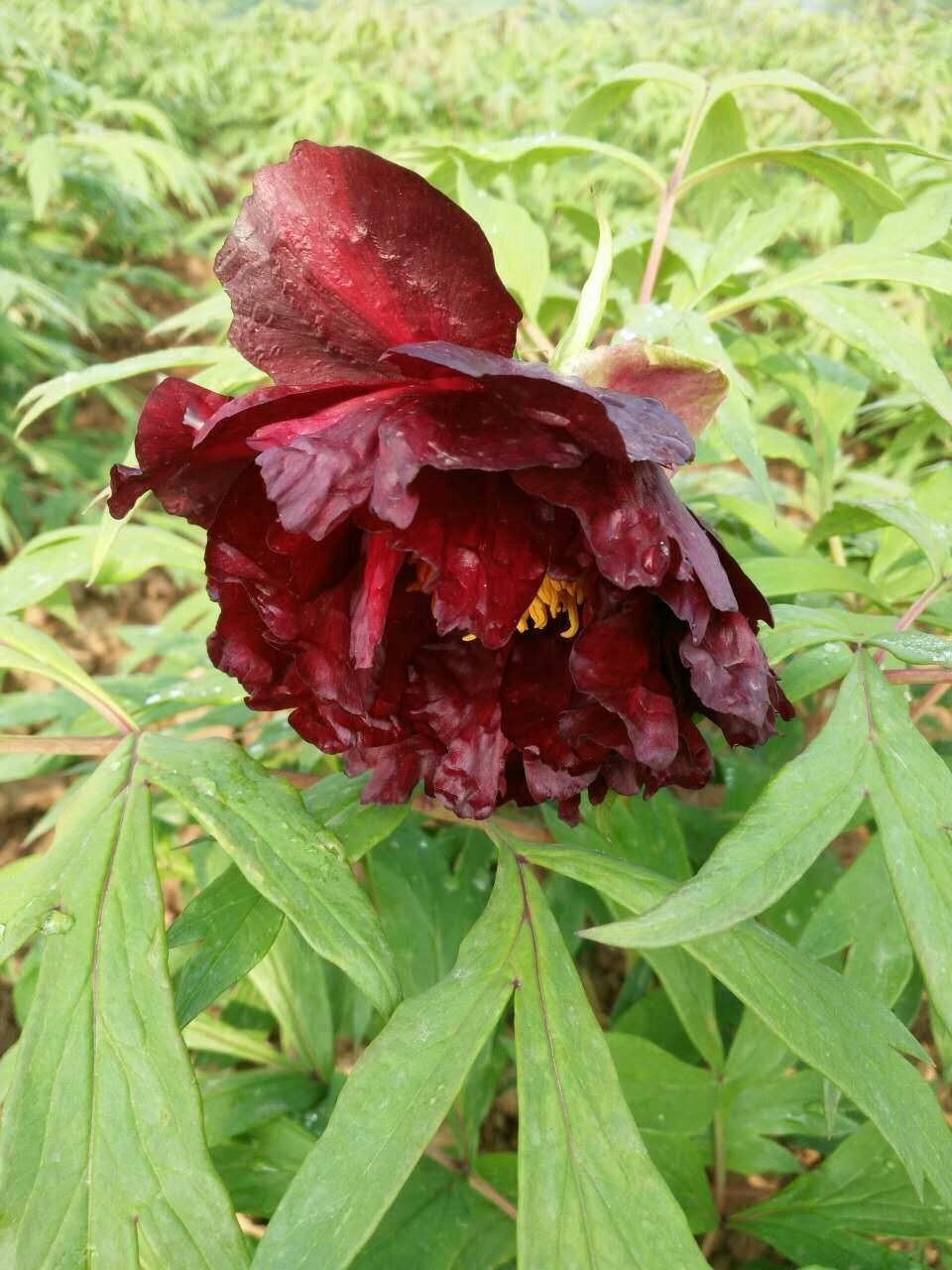 黑豹 2cm以下 4cm以下 0.5米以下