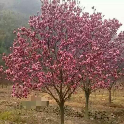 南召县红玉兰