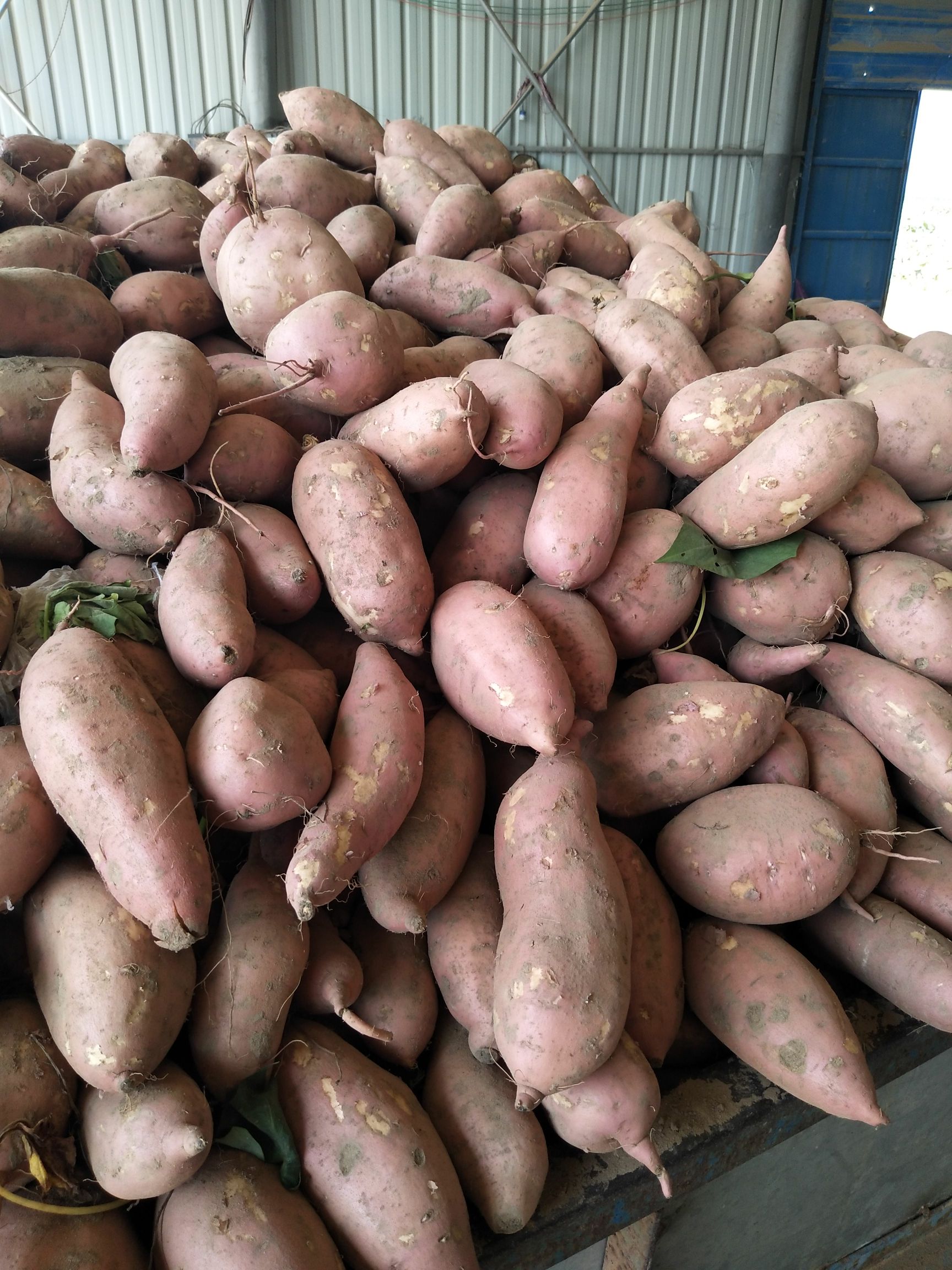 龙薯 河南省开封市通许县 二两以上 红皮